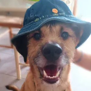 A procura de um cuidador de cães 