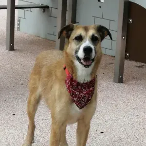 Recherche pet sitter