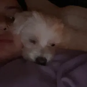 Pet sitting services! Cats, kittens, dogs, puppies