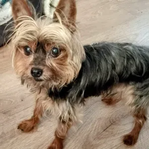 Procuro cuidados do meu cão em casa dos cuidadores