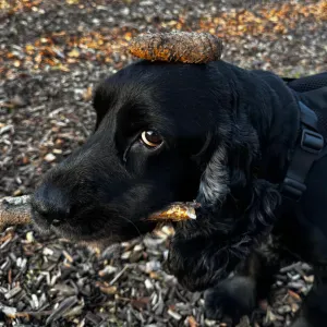 Looking for a dogsitter for Opi - 2 weeks