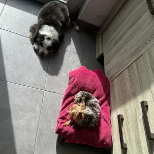 Pet-Sitter La Baule Escoublac 