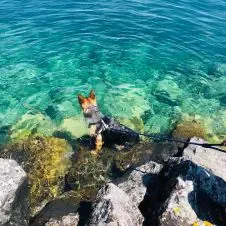 Pesquise um(a) cuidador de outros animais em Loulé