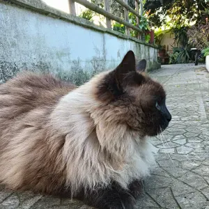 Cerco donna pulizie per aiuto in casa
