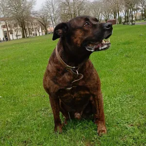  Votre compagnon entre de bonnes mains ! 🐶🐱