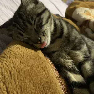 Pet sitting a Magenta ,Milano 