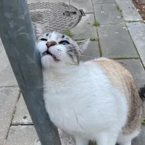 Cuidador de animales en Sevila