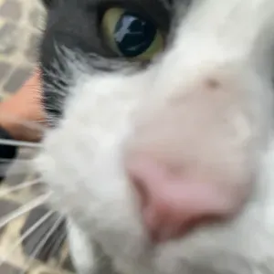 Pet-sitter à Brussels ! Passionnée par les animaux !