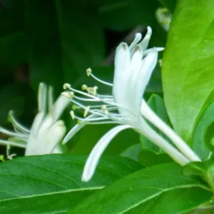 Piacenza - Pulizia e ordine