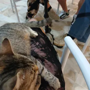 Amoureuse des animaux Pet sitter dans tout Paris