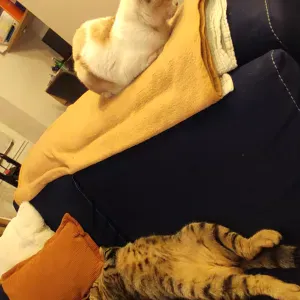 Recherche pet sitter 2 chats 