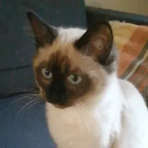 A la recherche d'un.e catsitter