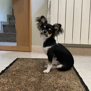 Cuidadora para Chihuahua joven  Sidamon