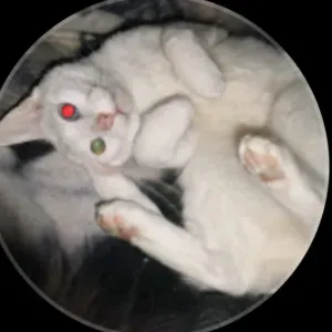 Betreuung für katzen und Hunde 