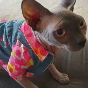 Lavoro come petsitter a Lentate sul Seveso