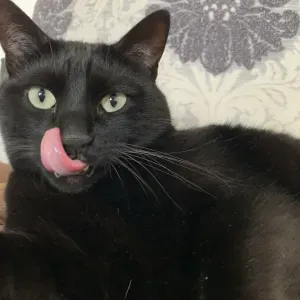 Garde de chat  du 3 au 27 août
