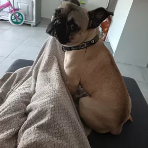 Poste pour un(e) dog-sitter - Petsitter à Clermont-Ferrand
