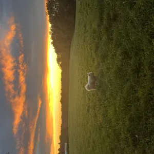 Baby-sitting à Limoges et aux alentours 