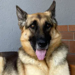 Cerco dog sitter per Belle, pastore tedesco