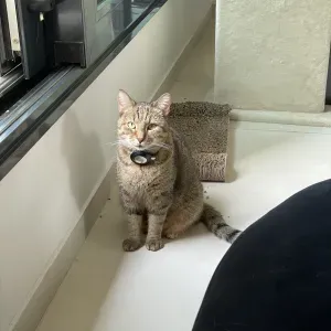 Recherche garde autres animaux à Paris