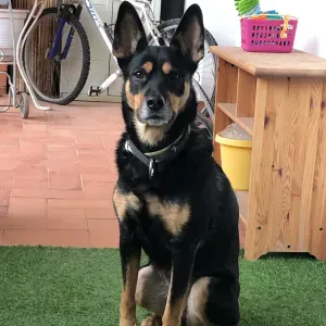 Cuidador de perros para 2 semamnas