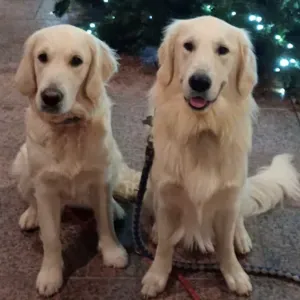 Golden  retriever et ses amis 