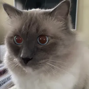 Pet-Sitter à Perpignan ou aux alentours 