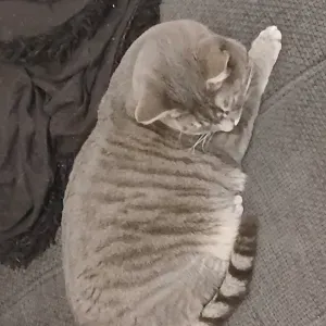 Femme de ménage et auxiliaire de vie 