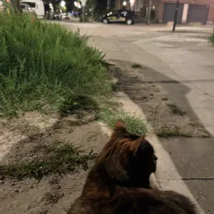 Pet-sitter sérieuse et amoureuse des animaux 