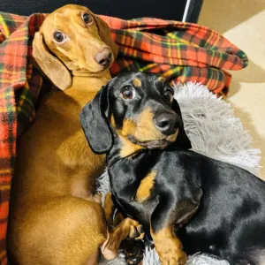 Procuro Pet-Sitter para 1 fim de semana