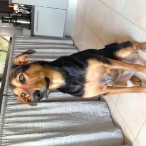 Je cherche un pet sitter