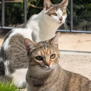 Cat Sitter for August, 2 weeks