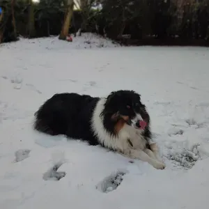 Pet-sitter lilloise 🌞 