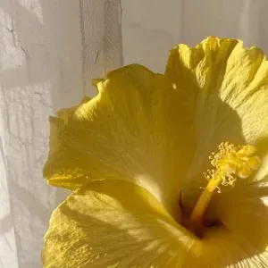  Service de ménage à domicile