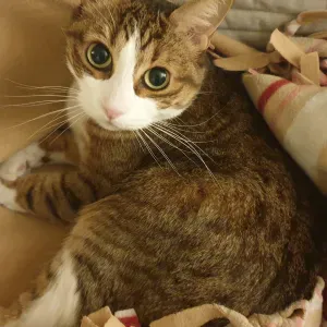 Cherche famille d'accueil chat - du 23 décembre au 2 janvier