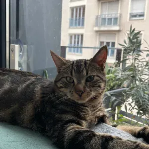 Pet-sitter disponible en promenade à lyon !