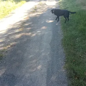 Nounou pour animaux avec tout mon amour 