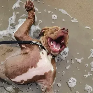 Garde d'animaux  Pet-Sitter Mimizan 