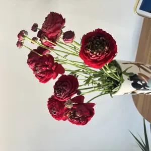 Professional Cleaner with 10 Years of Experience