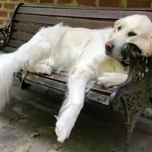 Poste pour un(e) dog-sitter - Petsitter à Wavre