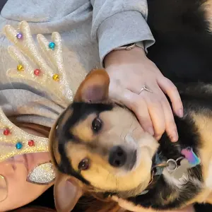 Poste pour un(e) dog-sitter - Petsitter à Lille