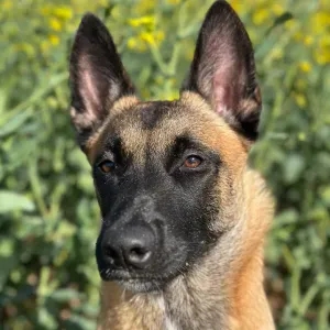 Pet-Sitter à Beauvais et alentours 
