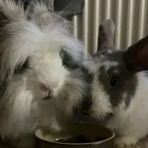 visite à domicile pour 2 lapins