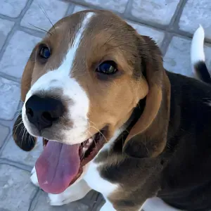 Muffin Beagle com 2 meses