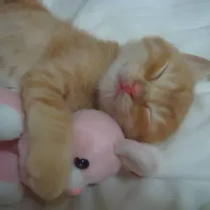 Kindergarten teaching/ childcare experience in Luxembourg 