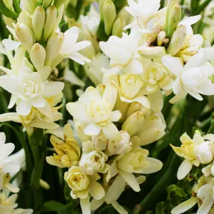 Recherche gouvernante de maison / Saint-Paul de Vence