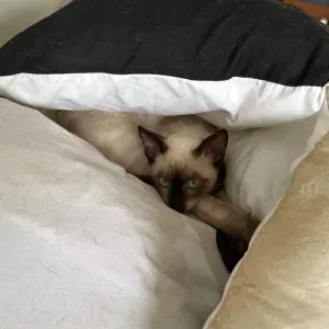 Pet sitter dispo partout véhiculée 