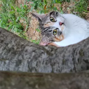 Cherche cat Sitter pour Giffy du 21 au  24 octobre