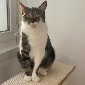 Emploi de Petsitter Montreuil