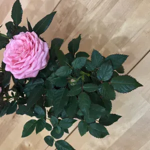 Baby-sitter expérimentée dans le Loiret 